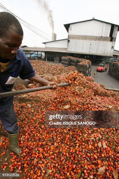 Christophe Koffi - A man shifts seed pods on March 13, 2008 in a palm oil plantation owned by the "Societe de Palme de Cote d'Ivoire" near Irobo some...