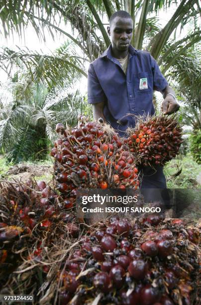 Christophe Koffi - A man gathers seed pods on March 13, 2008 in a palm oil plantation owned by the "Societe de Palme de Cote d'Ivoire" near Irobo...