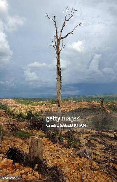 Malaysia-environment-rights-Penan BY SARAH STEWART In a picture taken on August 19 a tree stands alone in a logged area prepared for plantation near...