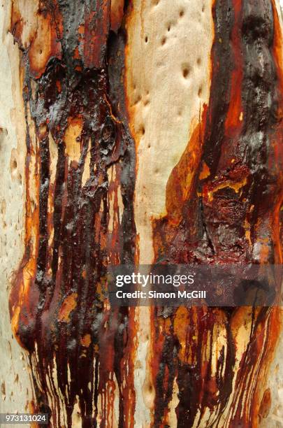 sydney red gum (angophora costata) exuding gum, called kino, from its trunk to fight an insect attack - exuding stock pictures, royalty-free photos & images