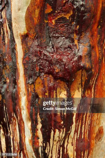 sydney red gum (angophora costata) exuding gum, called kino, from its trunk to fight an insect attack - exuding stock pictures, royalty-free photos & images