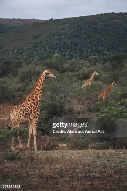 3 giraffes, south africa - サウスアフリカキリン ストックフォトと画像