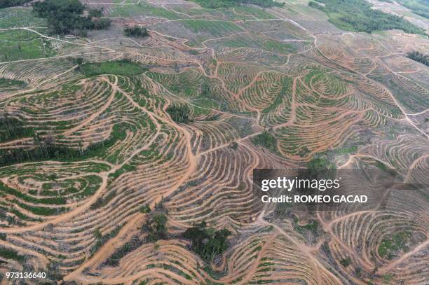 An aerial photograph shows cleared forest in a huge palm oil concession area in Ketapang district on July 5, 2010 in West Kalimantan. Scientists said...