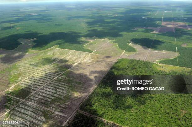 This file aerial photograph taken on July 5 shows a massive palm oil plantation beside shrinking natural forest cover located in Central Kalimantan...