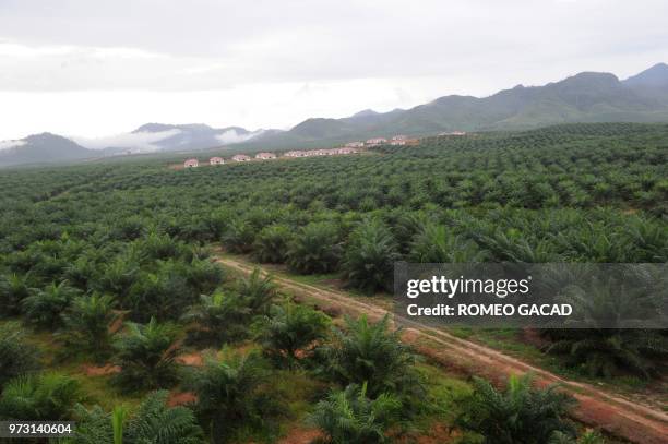 This photograph taken during a media trip organized by the palm oil unit of Sinar Mas, PT SMART , on August 2, 2010 shows rows of three year old palm...