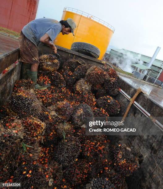 In this photograph taken during a media trip organized by the palm oil unit of Sinar Mas, PT SMART , on August 2, 2010 a worker loads palm oil fruits...