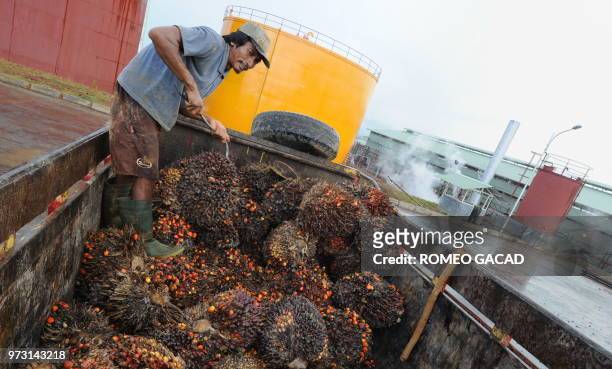 In this photograph taken during a media trip organized by the palm oil unit of Sinar Mas, PT SMART , on August 2, 2010 a worker loads palm oil fruits...