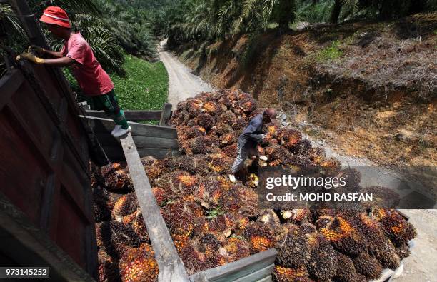 Picture taken on September 25, 2011 shows workers loading palm oil fruits onto a lorry at a plantation in Bintulu Sarawak. Palm oil is a key...