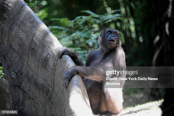 Gorilla plays Tuesday at the Wildlife Conservation Society Congo Exhibit at the Bronx Zoo. A WCS report released today indicated that there were...