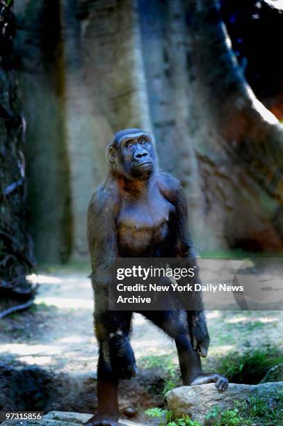Gorrilas play Tuesday at the Wildlife Conservation Society Congo Exhibit at the Bronx Zoo. A WCS report released today indicated that there were...