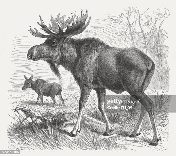 moose, or elk (alces alces), wood engraving, published in 1897 - drawings of elk stock illustrations