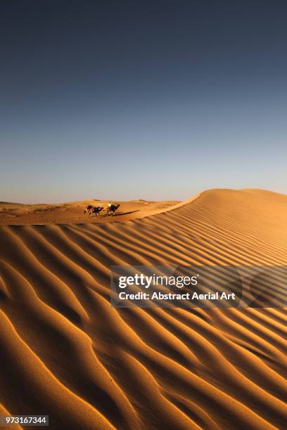 camels in the dubai desert - dubai desert stock pictures, royalty-free photos & images