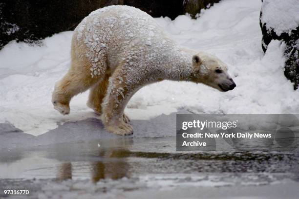 Tundra, a polar bear in the Bronx Zoo, enjoys a walk in the snowy, cold weather.
