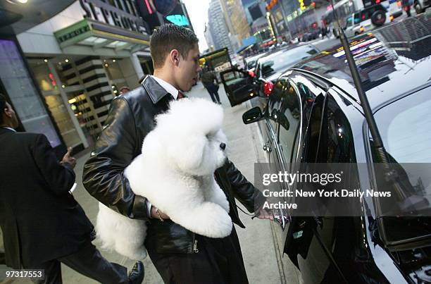 Is assisted to a waiting limousine on the morning after he was crowned Best in Show at the 125th annual Westminster Kennel Club Dog Show at Madison...