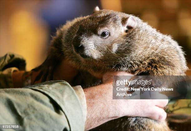 Staten Island Chuck gets ready for his big day at the Staten Island Zoo early Friday morning. New York's favorite Ground Hog's Day prognosticator,...