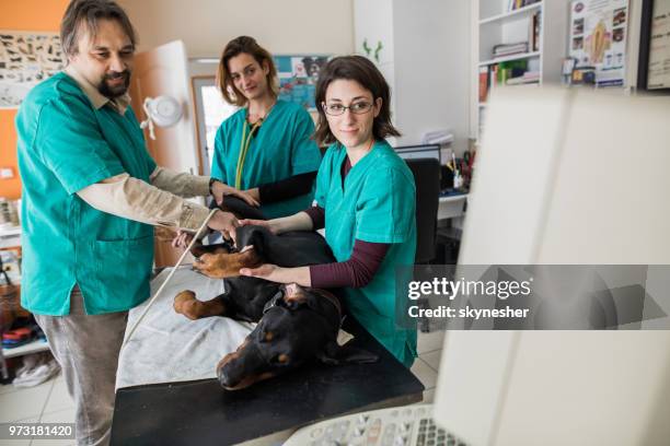 team der tierärzte mit einer ultraschallprüfung auf einen dobermann am tierspital. - animal abdomen stock-fotos und bilder