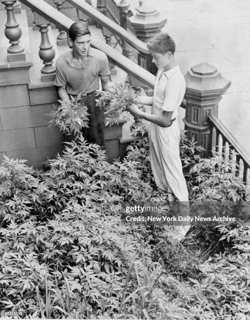 Two kids examine marijuana plants found at unoccupied buildi