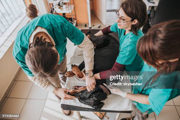 above view of team of vets cooperating during medical exam of a dog. - one in three people stock pictures, royalty-free photos & images