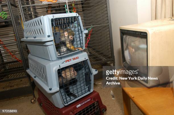 Two of the six monkeys owned by Orlando Lopez have a TV to keep them entertained as they await removal from Lopez' Washington Heights studio...