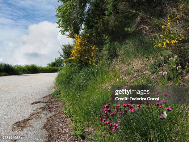 scotch broom (cytisus scoparius) along mountain road - scotch broom stockfoto's en -beelden