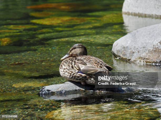 female mallard sitting on a rock in mountain stream - cannobio foto e immagini stock