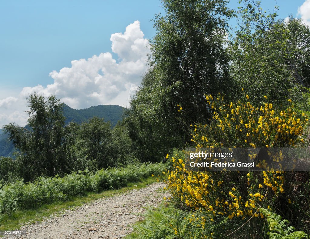 Scotch Broom (Cytisus scoparius) Along Mountain Road