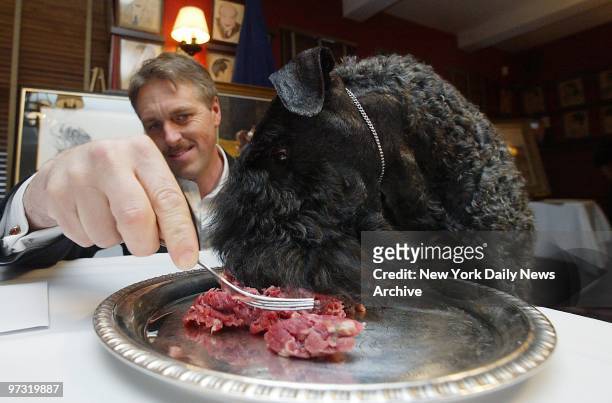 Mick, fresh from last night's triumph at the 127th Westminster Kennel Club Dog Show, is served his steak on a silver platter by handler Bill McFadden...