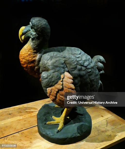 Dodo Text Mauritius Dodo Photos and Premium High Res Pictures - Getty Images