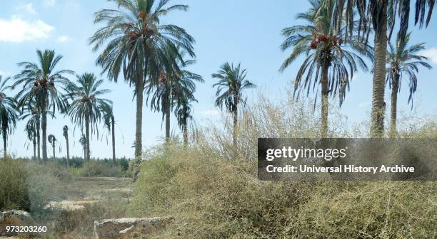 Palm trees at kibbutz Revivim in the Negev desert. In southern Israel. The community was formed in 1943 as one of the three lookouts. And was...