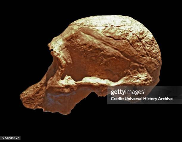 Australopithecus Africanus. An extinct species of the australopithecines. The first of an early ape-form species to be classified as hominin . Dated...