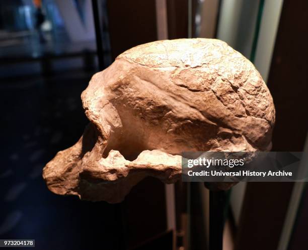 Australopithecus Africanus. An extinct species of the australopithecines. The first of an early ape-form species to be classified as hominin . Dated...