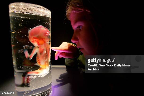 Julia van Zweiten of Scarsdale, N.Y., takes a closeup look at a fetus on the opening day of "Bodies...The Exhibition" in the new Exhibition Centre at...