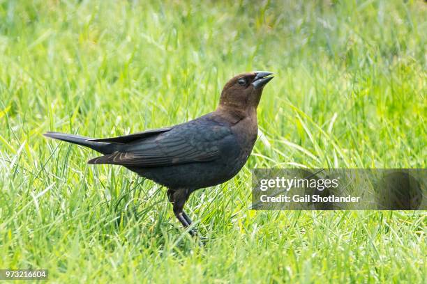brown headed cowbird - brown headed cowbird stock pictures, royalty-free photos & images