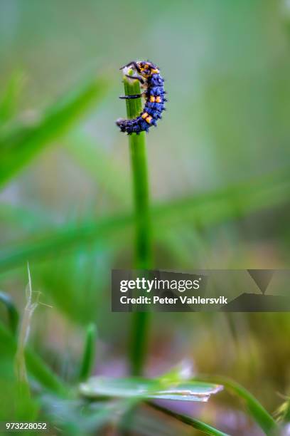 ladybug larva - larva stock pictures, royalty-free photos & images