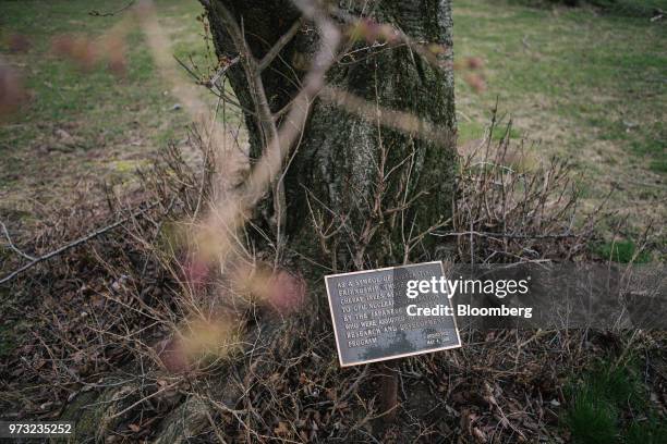 Plaque sits below a cherry tree gifted by Japanese engineers assigned to the Exelon Corp. Three Mile Island nuclear power plant in Middletown,...