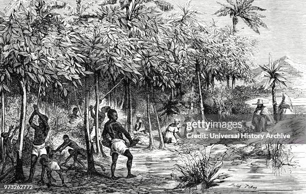 Engraving depicting the harvesting of cocoa in Mexico. The taller trees in the plantation are bananas which are planted to shade the cocoa trees....