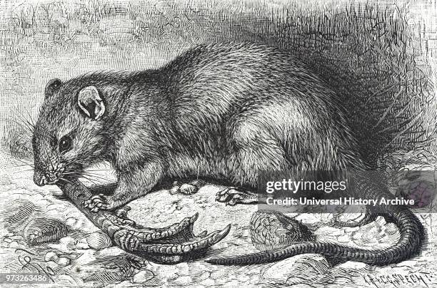 129 Wharf Rat Photos and Premium High Res Pictures - Getty Images 129 Wharf Rat Photos and Premium High Res Pictures - Getty Images