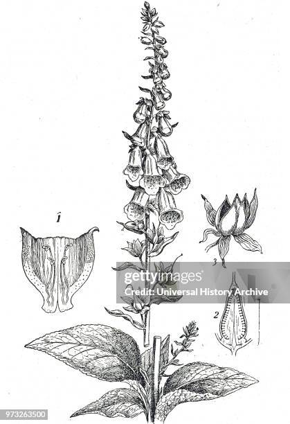 Engraving depicting Digitalis is a genus of about 20 species of herbaceous perennials, shrubs, and biennials commonly called foxgloves. Dated 20th...