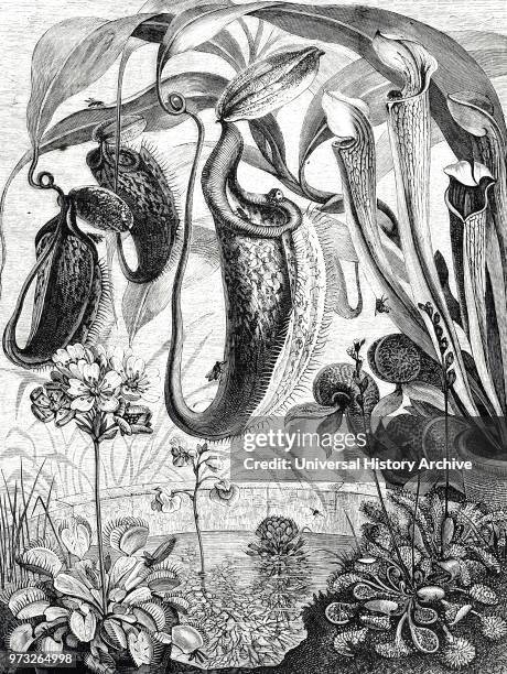 Engraving depicting various insectivorous plants including Pitcher Plants and Sundew. Dated 19th century.