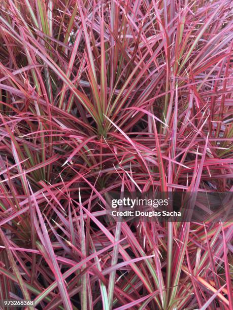 close-up of dracaena marginata plants (dracaena colorama) - marginata 個照片及圖片檔