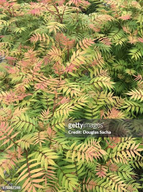 close-up of a false spirea plant (sorbaria sorbifolia) - spirea stock pictures, royalty-free photos & images