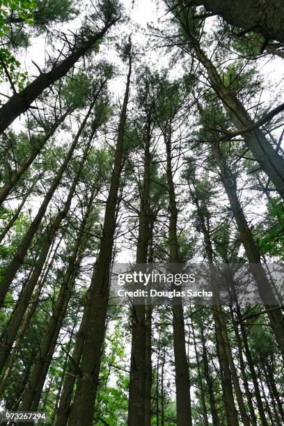 looing up at the eastern white pines in the forest (pinus strobus) - pinus strobus stock pictures, royalty-free photos & images