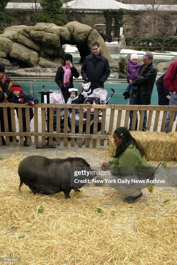 Keeper shows a Vietnamese pot-bellied pig to curious childre