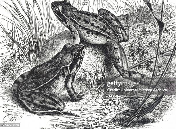 True Frogs Example True Frog Photos and Premium High Res Pictures - Getty Images