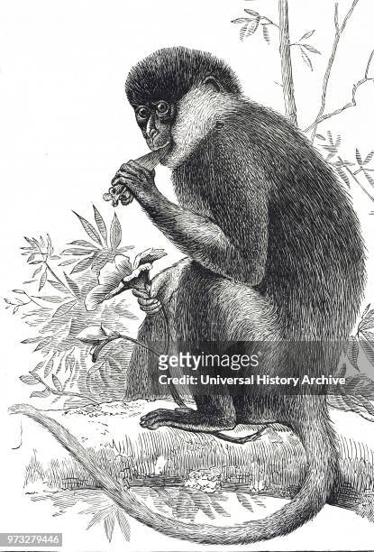 Engraving depicting a Purple-Faced Langur, also known as the purple-faced leaf monkey, is a species of Old World monkey that is endemic to Sri Lanka....