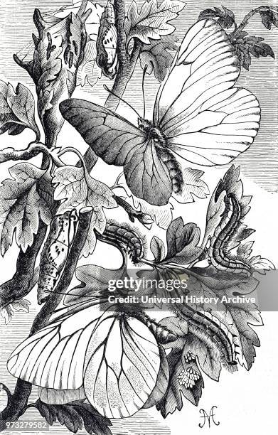 Engraving depicting Aporia Crataegi in it's butterfly, larvae and pupae stages. Dated 19th century.