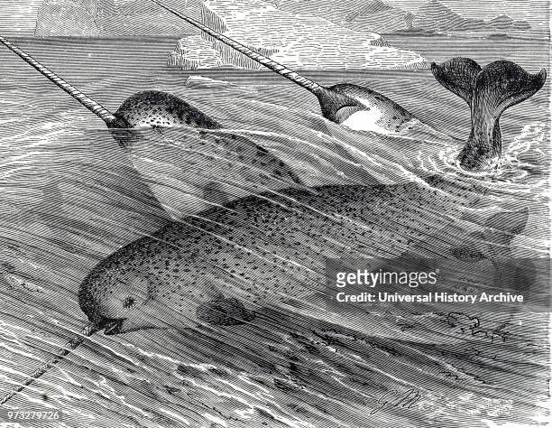 Engraving depicting a school of Narwhal, a medium-sized toothed whale that possesses a large "tusk" from a protruding canine tooth. It lives...
