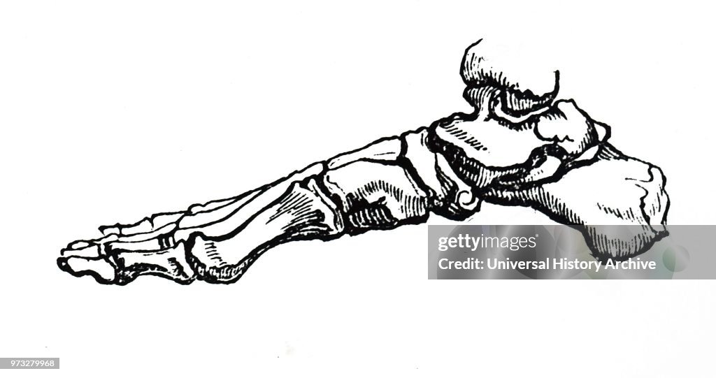 Engraving depicting the bones of the human foot