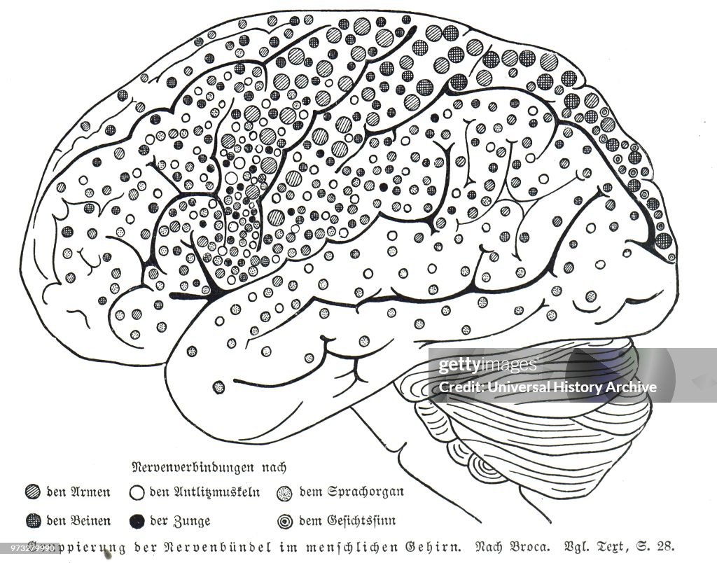 Map of nerve bundles in the human brain by Paul Broca