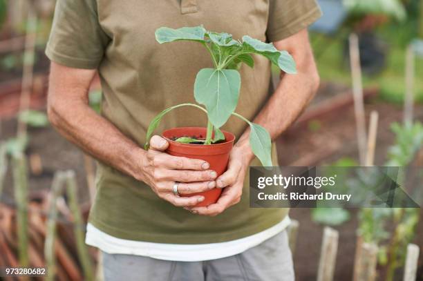 close-up of man holding potted sunflower plant - hands holding flower pot stock pictures, royalty-free photos & images